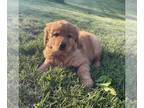 Goldendoodle PUPPY FOR SALE ADN-800510 - Adorable Golden doodle puppy