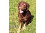 Adopt Collins a Poodle, Wirehaired Terrier