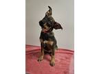Adopt Tiberius a Cattle Dog, Mixed Breed