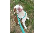 Adopt Rick a Pit Bull Terrier, Mixed Breed