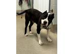 Adopt Duvall a Pit Bull Terrier