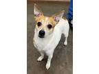 Adopt Pancho a Jack Russell Terrier
