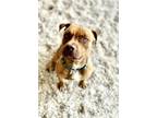Adopt Poncho a Pit Bull Terrier, Mixed Breed