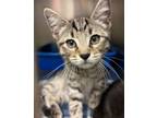 Adopt Lucky (browning) a Domestic Short Hair