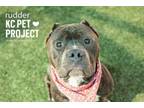 Adopt Rudder a Pit Bull Terrier, Mixed Breed
