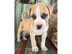 Adopt Charleston a Staffordshire Bull Terrier, Boxer