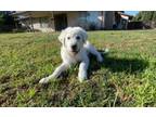 Adopt Truffles a Great Pyrenees