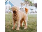 Adopt Gus Gus a Standard Poodle
