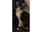 Daisy From Kuwait, Domestic Shorthair For Adoption In Herndon, Virginia
