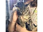 Toby, Domestic Shorthair For Adoption In Patchogue, New York