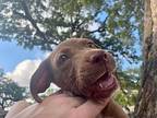 American Pit Bull Terrier Puppy for sale in Provo, UT, USA