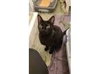 Ivy, Domestic Shorthair For Adoption In New York, New York