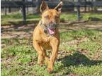 Rhonda, American Staffordshire Terrier For Adoption In Hollywood, South Carolina