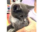 Benny, Domestic Shorthair For Adoption In Vacaville, California