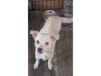 Jax, Jack Russell Terrier For Adoption In Cookeville, Tennessee