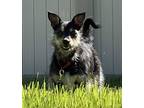 Kaia, Border Terrier For Adoption In Twin Falls, Idaho