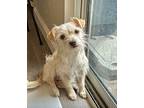 Howie, Jack Russell Terrier For Adoption In Boulder, Colorado