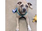 Adopt Ruby Tuesday a Pit Bull Terrier