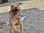 Adopt FLOW a Pit Bull Terrier, Mixed Breed