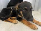 Adopt A690560 a German Shepherd Dog