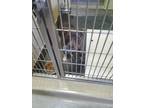 Adopt A070166 a Pit Bull Terrier