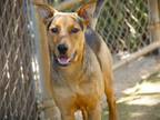 Adopt ROXY a German Shepherd Dog, Rottweiler