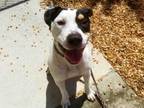 Adopt TRIXIE a Mixed Breed
