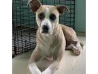Adopt Pretty Woman a Mixed Breed