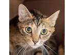 Adopt Xana - Bonded Buddy With June a Domestic Short Hair