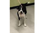 Adopt NIKKI a German Shorthaired Pointer, Mixed Breed