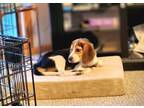 Adopt Macy - adoption pending a Beagle