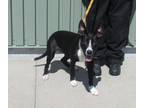 Adopt SMOOTH SEVEN a Pit Bull Terrier