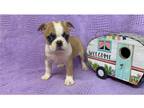 Boston Terrier Puppy for sale in Springfield, MO, USA