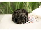 Cavapoo Puppy for sale in South Bend, IN, USA