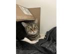 Adopt Biscuit (Abigail) a Domestic Short Hair