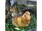 Adopt Hen 1 a Chicken