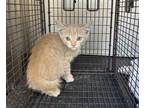 Adopt DREAMCICLE a Domestic Short Hair