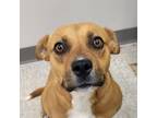Adopt Tiana a Pit Bull Terrier