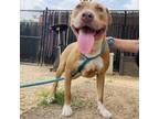 Adopt Chacca a Pit Bull Terrier