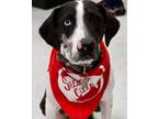 Adopt Clarabelle a Catahoula Leopard Dog, Mixed Breed