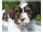 Havanese PUPPY FOR SALE ADN-800595 - AKC Champion Lines Male
