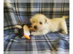 West Highland White Terrier PUPPY FOR SALE ADN-800673 - Tony