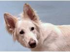 Adopt Kit a German Shepherd Dog, Mixed Breed