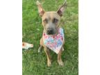 Adopt Rue Bee the cat friendly Sweetie a American Staffordshire Terrier