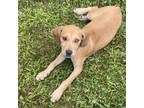 Adopt NY Gingham (Foster in LaGrangeville) a Catahoula Leopard Dog