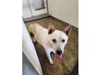 Adopt Leslie a Mixed Breed