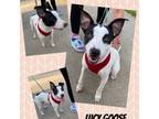 Adopt Lucy Goose a Jack Russell Terrier, Bull Terrier