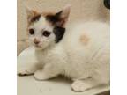 Adopt Cat Benatar a Domestic Short Hair