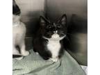 Adopt Crabby Cakes a Domestic Short Hair