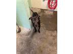 Adopt SMOKEY a Pit Bull Terrier, Labrador Retriever